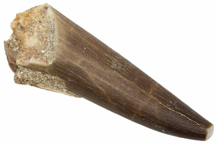 Fossil Plesiosaur (Zarafasaura) Tooth - Morocco #237573
